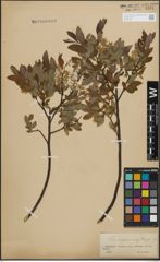 Foto von Salix lapponum L. x Salix myrtilloides L.